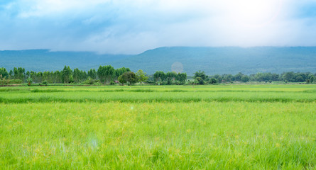 Landscape of golden light with green rice meadow , relaxing photo , sunsets with lens flare effect