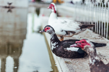 Portraits of ducks on pond in Lisbon city, Portugal