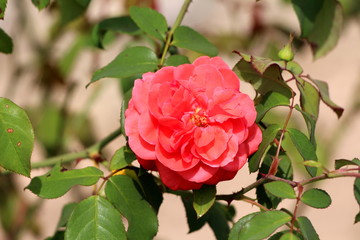 Single rose with dense light red fully open petals surrounded with leaves and small rose buds in local garden on warm sunny day