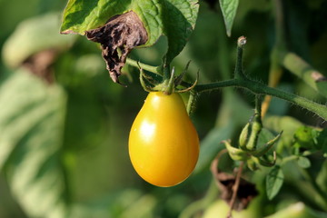 Single yellow pear shaped cherry tomato growing in local garden surrounded with dark green leaves on warm sunny summer day