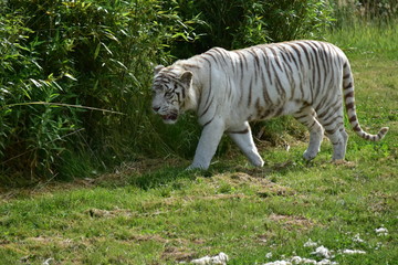 Fototapeta na wymiar félin tigre blanc