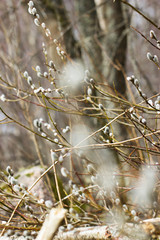 Willow twig of a willow tree on a bright brown background