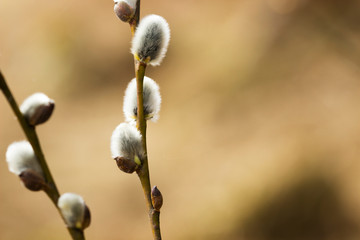 Willow twig of a willow tree on a bright brown background