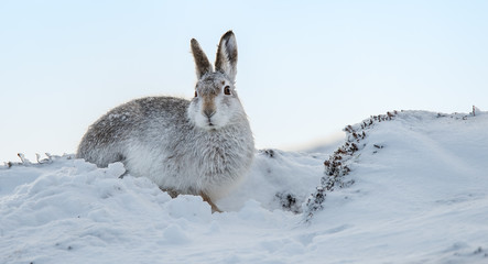 Dug Out, Mountain hares