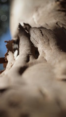 dead tree trunk