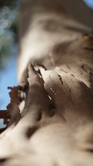 Bark tree OLYMPUS DIGITAL CAMERA