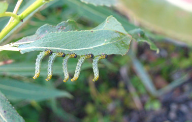 caterpillars on a leaf