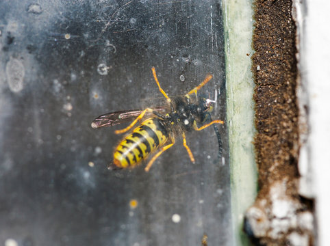 wasp behind the glass