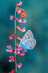 Image of Closeup   beautiful butterfly sitting on flower printed on Printed Glass Splashbacks