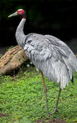 Sarus crane. Latin name - Grus antigone	