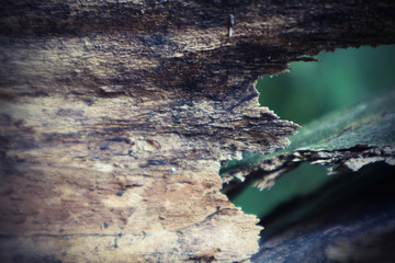 Forest tree bark