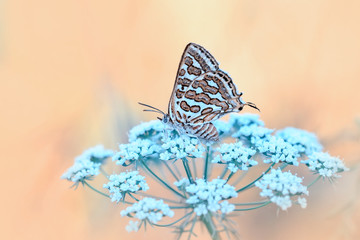 Closeup   beautiful butterfly sitting on flower
