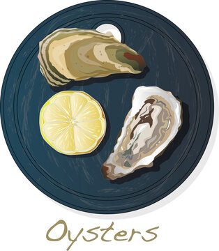 Fresh opened oyster vectorv images set on plate / dish isolated on white background.