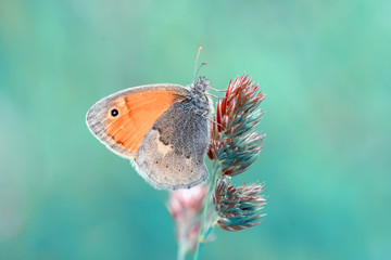 Fototapeta premium Closeup beautiful butterfly sitting on flower