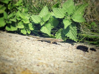 Salamander