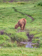 Highland cow