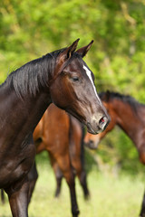 Fototapeta na wymiar Horse young horse in head portraits in the pasture..