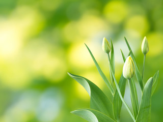 Yellow tulip buds and flowers spring background