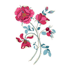 Floral bouquet of beautiful red wild rose with rose hips on white background, close-up
