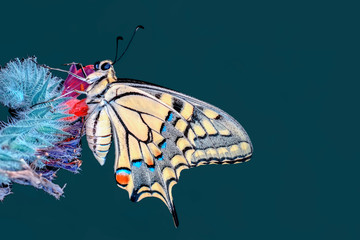 Closeup   beautiful butterfly sitting on flower