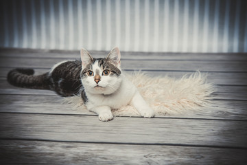 süße Katze