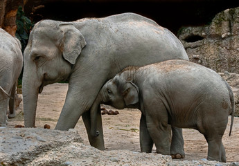 Naklejka premium Asian elephant family in the enclosure. Latin name - Elephas maximus