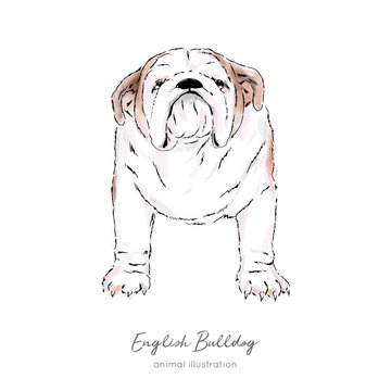Vector illustration of English Bulldog breed. Hand drawn ink and watercolor realistic sketching. Perfect for logo branding t-shirt card design.