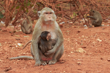 Monkeys macaques in a forest glade in Thailand