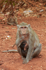 Monkeys macaques in a forest glade in Thailand