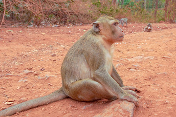 Monkeys macaques in a forest glade in Thailand