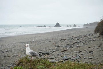 Seagull on the beach on the grey cloudy day, rock formations in the water, New Zealand South Island 