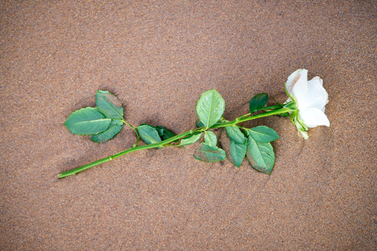 A single white rose, an offering to Yemanja, Goddess of the Waters, lies washed up on the red sand shore of the beach in Rio Vermelho, Salvador, Bahia, Brazil