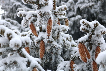 Fir Branch With Pine Cone And Snow Flakes