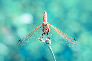 Macro shots, Beautiful nature scene dragonfly. 