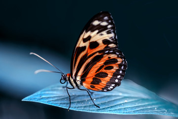 Closeup   beautiful butterfly sitting on flower