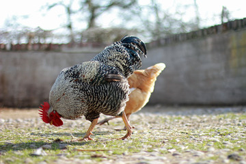 Picking rooster closeup