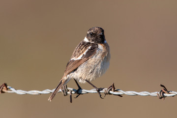 sparrow on branch
