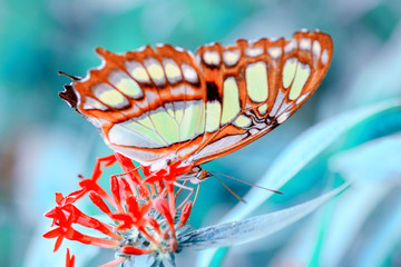 Fototapeta na wymiar Closeup beautiful butterfly sitting on flower