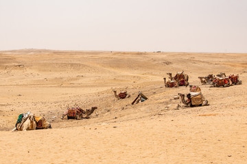 camels for Tourists and guides riding on Giza plateau in the rocky desert near cairo egypt