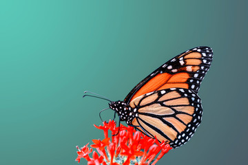 Closeup   beautiful butterfly sitting on flower