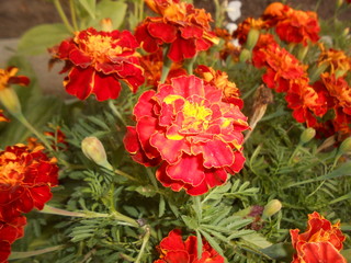 red flowers in the garden