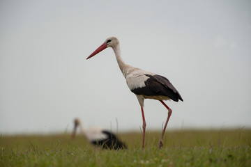  Stork bird natural
