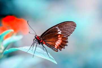 Closeup   beautiful butterfly sitting on flower