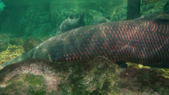 underwater world, giant fish swim under water, slope, pike, arapaima