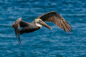 Flying Pelican