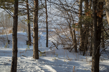 Winter beautiful forest with large trees and branches