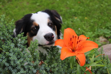 dog with flower