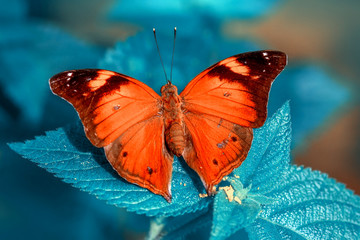 Closeup   beautiful butterfly sitting on flower