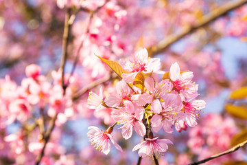 Obraz premium Pink Wild Himalayan cherry flowers (Thailand's sakura or Prunus cerasoides), known as Nang Phaya Sua Khrong in Thai at Phu Lom Lo mountain, Loei, Thailand.