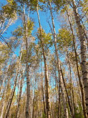 Obraz premium Blue sky in the forest